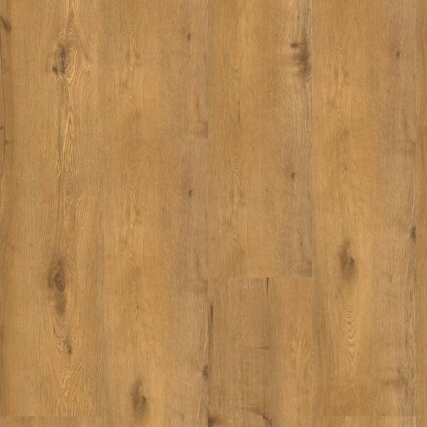 Dąb Harpo - Blues - Vin In - wysyłka gratis*